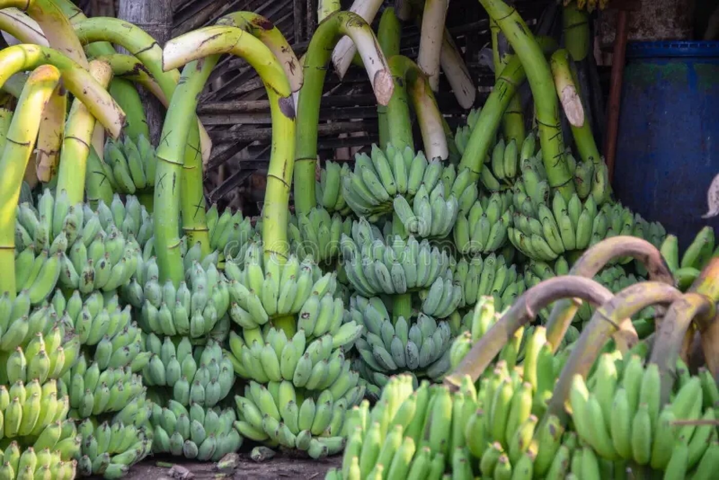 Bunches of fresh green plantains