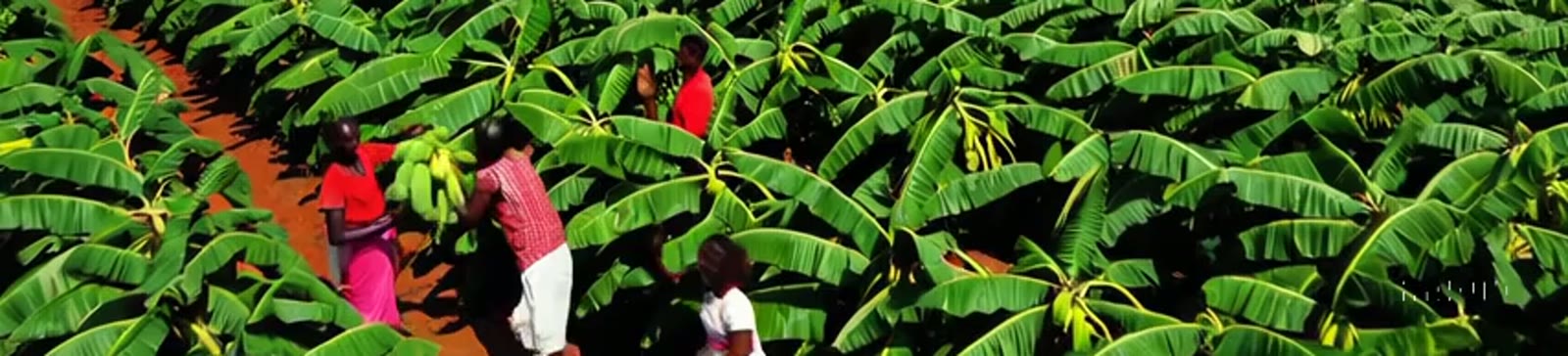 Rows of plantain plants